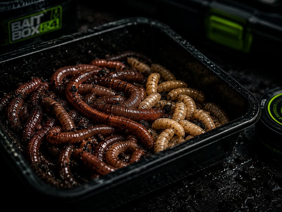 Nahaufnahme frischer Tauwürmer und Maden in Köderbox – BAITBOX24