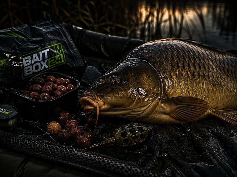 Karpfen mit Boilies und Method-Feeder-Zubehör – BAITBOX24